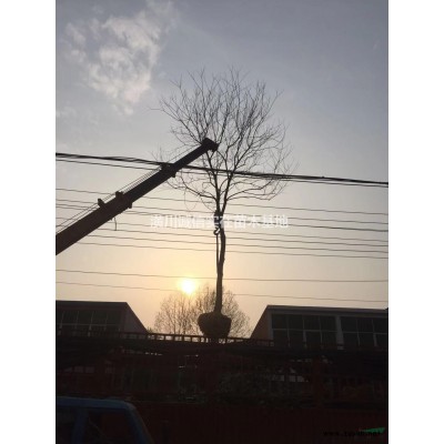 刚竹、青竹、紫竹基地，1.5-2公分刚竹2上车