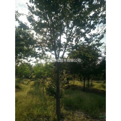 竹子图片/竹子报价