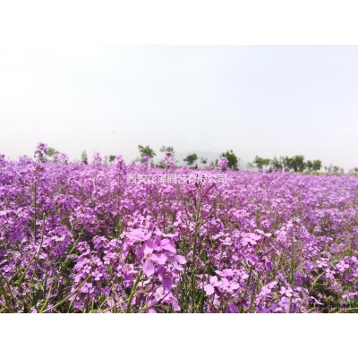 黄金海岸线柏黄金花柏容器苗地栽苗