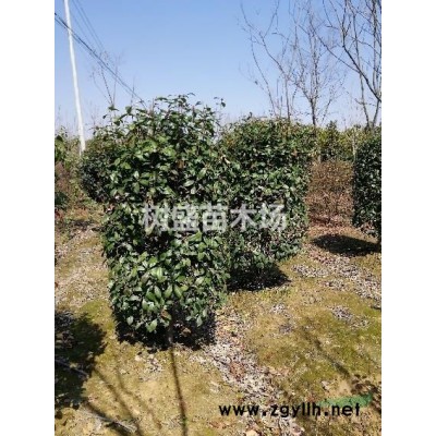 红叶石楠柱    肥西县上派镇树盛苗木场