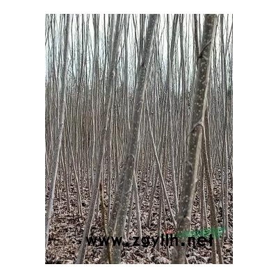 无絮杨树3804、3412以及插条量大价优