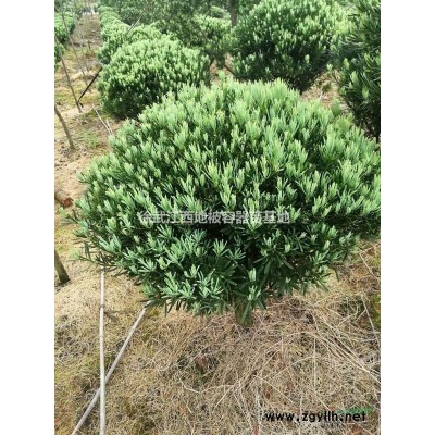 江西省南昌市哪里有刚竹，紫竹，黄金竹、雷竹、孝顺竹凤尾竹卖