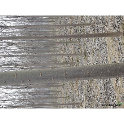 楸树根苗0.8起步1.2包上车