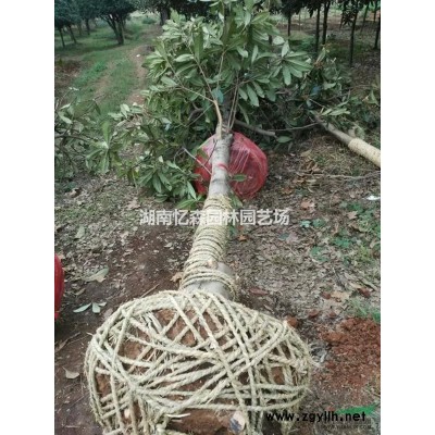 12、15、18、20cm全冠香樟、移栽香樟