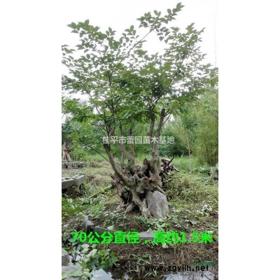 便宜出售8~10公分造型罗汉松