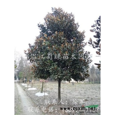 成都琴丝竹直供 四川琴丝竹基地 琴丝竹价格优惠