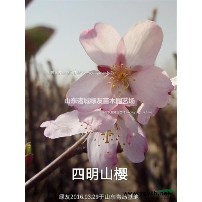 迎春樱，又名杭州早樱丨较早开花的樱花品种丨中国原生樱花品种