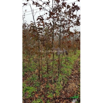 江西地区大量供应雷竹