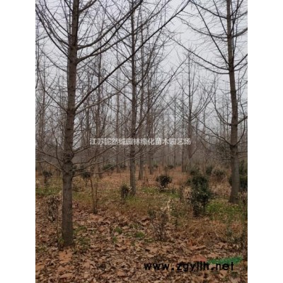 4-8榉树量大联系