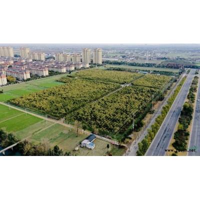 法国冬青H100-300