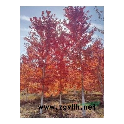 精品美国红枫6-12公分大量