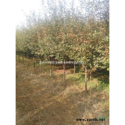 海棠绚丽、海棠白兰地、海棠芭蕾舞美人、海棠亚当、海棠珠穆朗玛