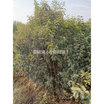 湖北省京山县供应高2.5米，米径5公分大叶女贞