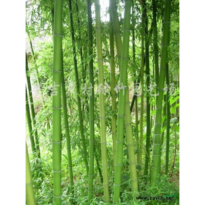 罗汉竹