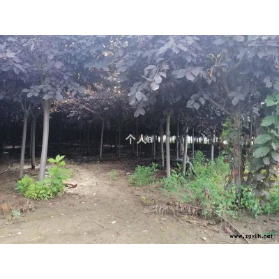 辽宁辽阳紫叶稠李，