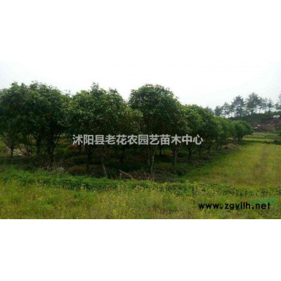 特价樱花 早晚樱 规格全 树形美基地直销，欢迎致电咨询！