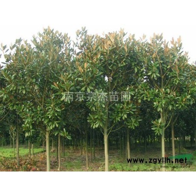 樱兰图片\樱兰报价