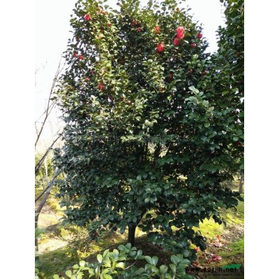 宁波精品茶梅球，3米冠径，2米高度行情报价/宁波精品茶梅球，3米冠径，2米高度图片展示