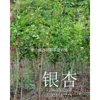 2018年浙江樱花苗新报价