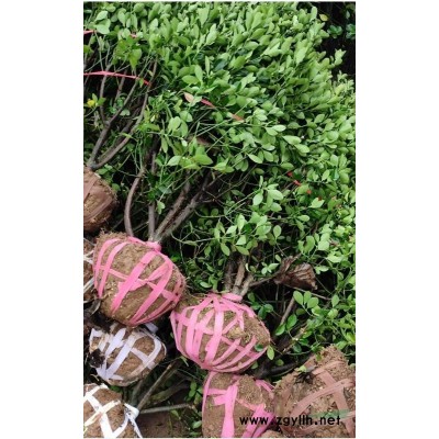 重庆供应春鹃球