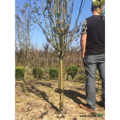 茶花 浙江茶花 浙江茶花价格