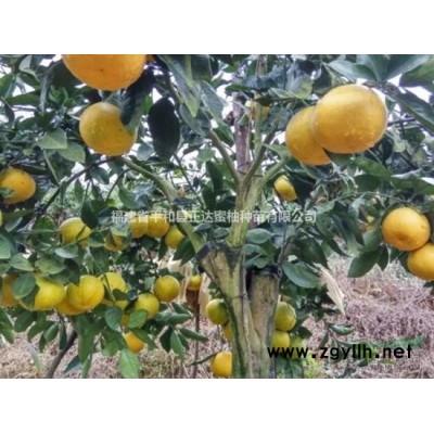 芭乐味百香果苗供应|哪里有黄金百香果苗卖