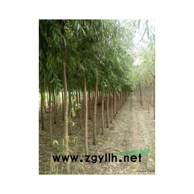 池杉池杉树苗池杉2－20公分基地直销成活率高