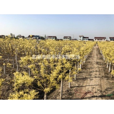 黄金槐，金枝槐，d6-15cm