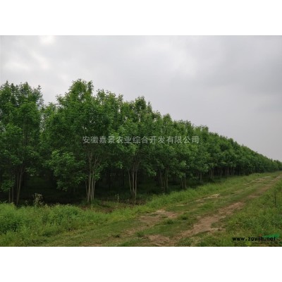 丛生朴树，乌桕.香柚，香泡，大叶女贞，五角枫、三角枫，茶条槭