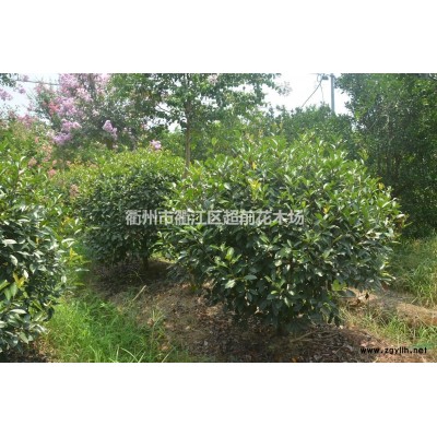 红花高杆紫薇 白花高杆紫薇 紫花高杆紫薇基地 粉花高杆紫薇