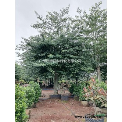 海南省海口市供应火山榕