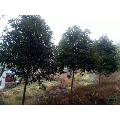 福建南平地区有一千八百株丹桂供应高三到四米