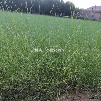 甘肃梭梭树苗基地 50公分梭梭树苗 苗圃供应