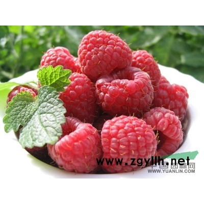 树莓 红树莓价格 树莓苗 树莓种植 树莓种苗 哪里有树莓