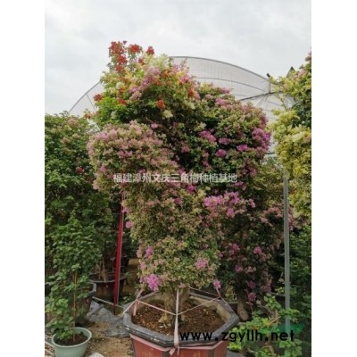 大型品种三角梅