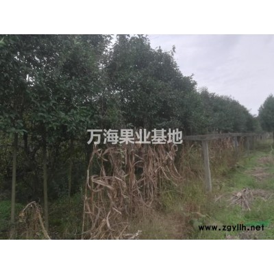 出售处理胸径4-6公分 大叶女贞400棵 1.8-2米拦头