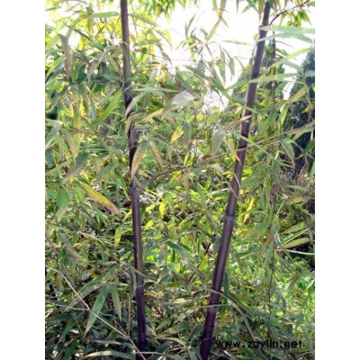 观赏竹,紫竹,罗汉竹