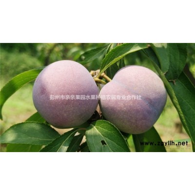 青脆李苗育苗基地，出售晚熟青脆李树苗，优质矮化李