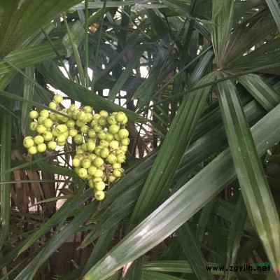 温江地区供应10-15公分金桂，1公分-10公分红枫，红榉木