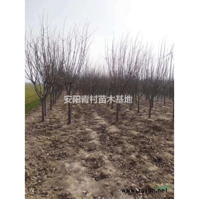 海棠，冬红海棠，6-10