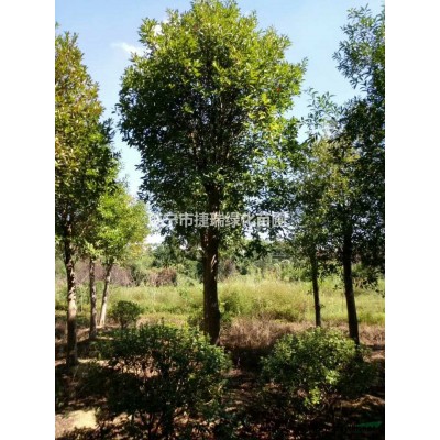 8～12公分三角枫，低价出售。