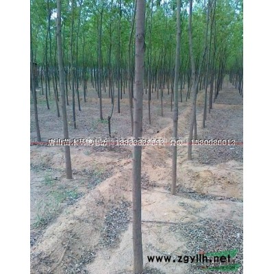 2017年原生香花槐3公分价格报价行情紫花槐红花槐