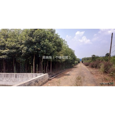 两三百亩苗木低价出售（香樟、八月桂、红豆杉等等2-8CM