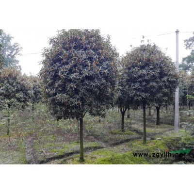 供应1米5冠幅到3米冠幅桂花八月桂丹桂上万株