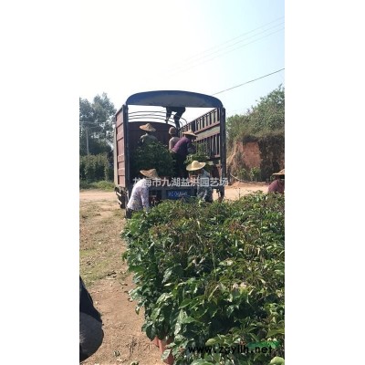 基地特价供应品种优良景观乔木秋枫 量大从优