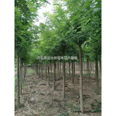河北保定供应6-15公分刺槐 嫁接香花槐 金叶榆 柳树
