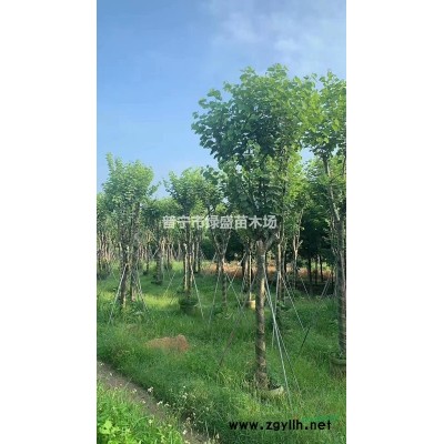 普宁地区供应各种规格非洲茉莉袋苗