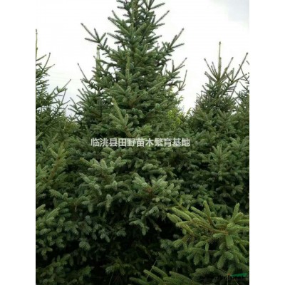 油松价格，西北油松价格查询电话