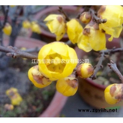 美国天鹅绒紫薇 紫薇栽培技术 2020年紫薇新价格表