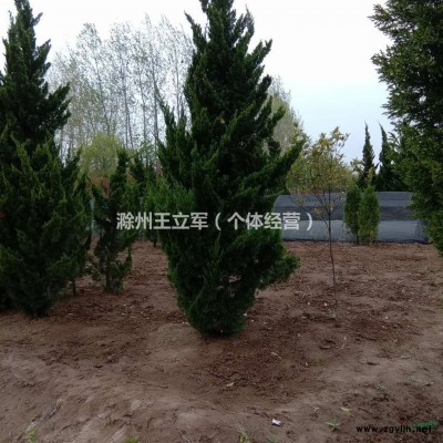 桂花报价，*新报价，8月桂，金桂，4季桂，精品桂花，安徽桂花